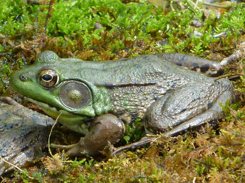 Lithobates clamitans